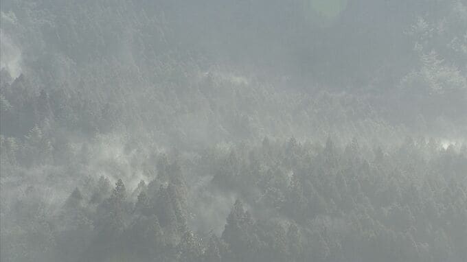 【速報】東京都「花粉の飛散開始」発表　多摩地区では13日、23区では14日に飛び始め　今年は去年比1.4倍の予測|TBS NEWS DIG