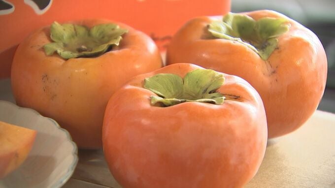 特産「富有柿」出荷始まる　今年の出来は？　種飛ばし大会は今年も開催予定　鳥取県南部町|TBS NEWS DIG