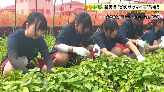 【マチトピ】”幻のサツマイモ”「七福芋」の苗植え 全国唯一の産地 愛媛県新居浜で|TBS NEWS DIG
