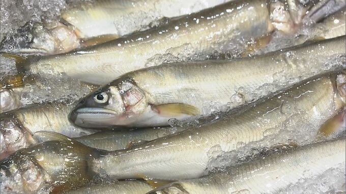 【速報】天然アユの初競りで史上最高値の1キロ35万円　過去最高の約6倍の価格に|TBS NEWS DIG