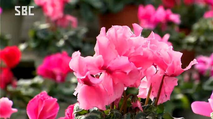 八ヶ岳のふもとで育てたシクラメンはいかが？農業実践大学校で学生が販売　長野　原村|TBS NEWS DIG