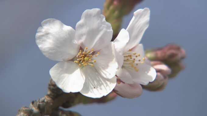 桜前線、北上中！富山の桜の名所・松川べり　初夏の陽気でつぼみほころぶ　|　富山のニュース｜天気・防災｜チューリップテレビ