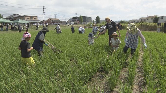 昭和初期の“手押し除草機”に大苦戦！親子130人が挑んだ昔ながらのコメ作り　山口　|　山口のニュース・天気・防災｜tys NEWS｜ｔｙｓテレビ山口