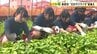【マチトピ】”幻のサツマイモ”「七福芋」の苗植え 全国唯一の産地 愛媛県新居浜で　|　愛媛のニュース - Nスタえひめ｜あいテレビは6チャンネル