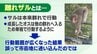 離れざるを得なかった？「離れ猿」に注意！　ポイントは「目を合わせない」　|　福島のニュース│TUF
