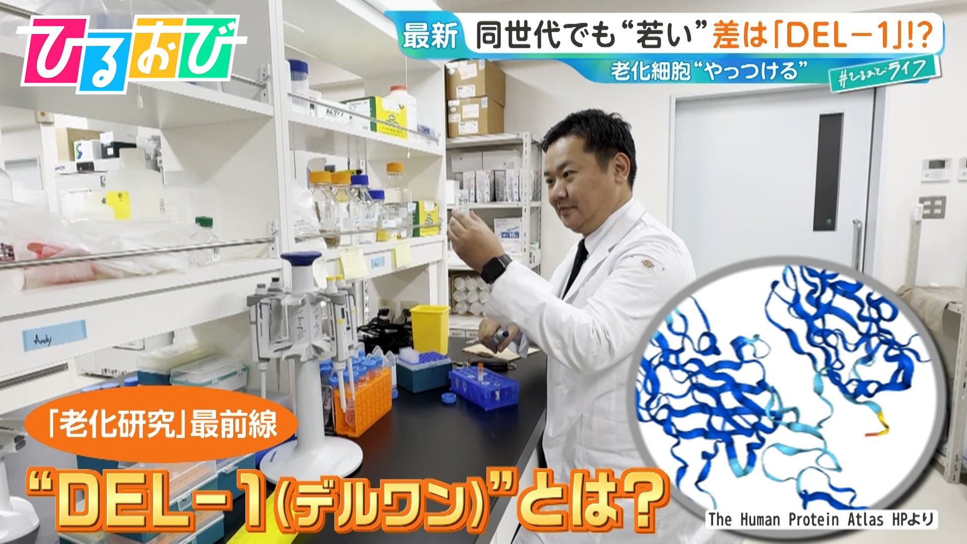 同じ年齢でも“若々しい”」差は『DEL-1』にあり！？40代で激減…増やすに
