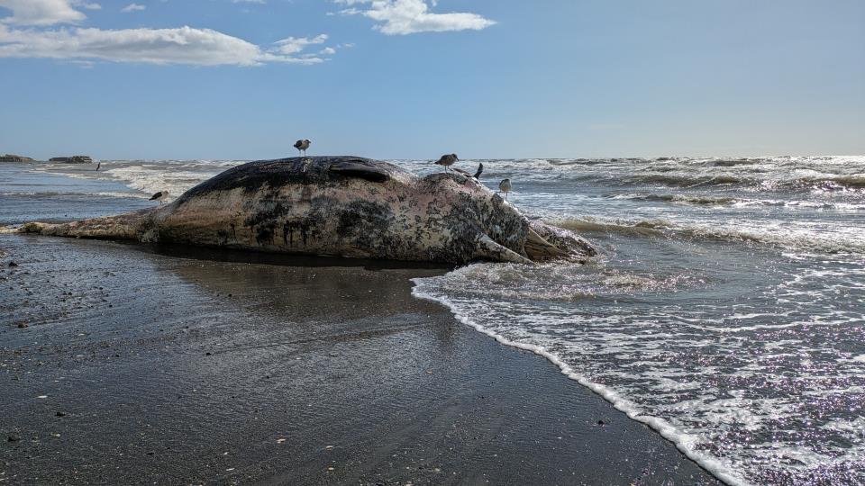 クジラの死骸が上がっている」体長12メートルほど、腐敗すすんで骨の一