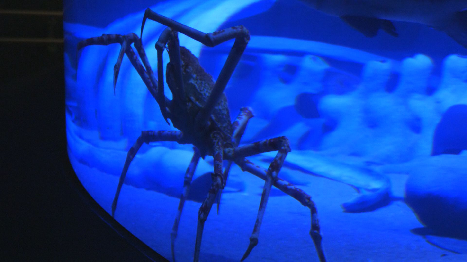 徹夜で開館待つ人も…竹島水族館リニューアルオープン 深海を忠実に再現