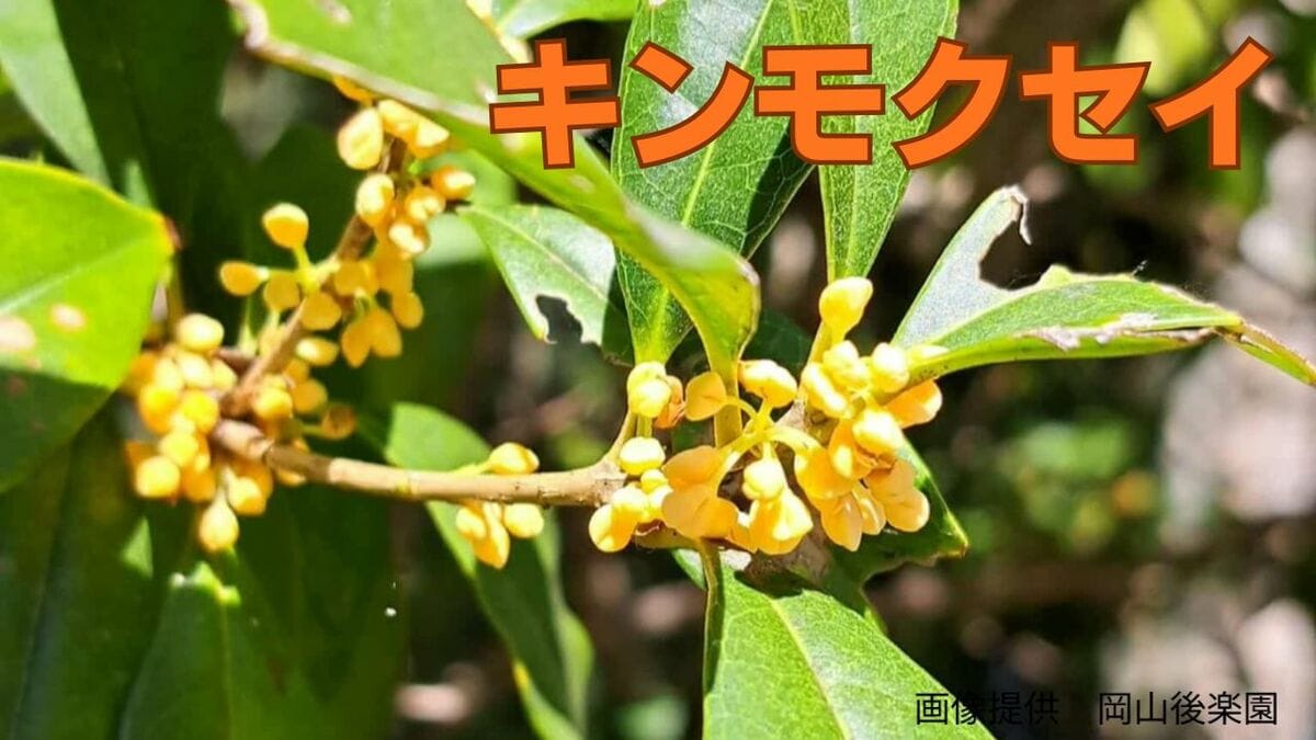 キンモクセイが「二度咲き」記録的な猛暑で季節を読み間違えた？「植物
