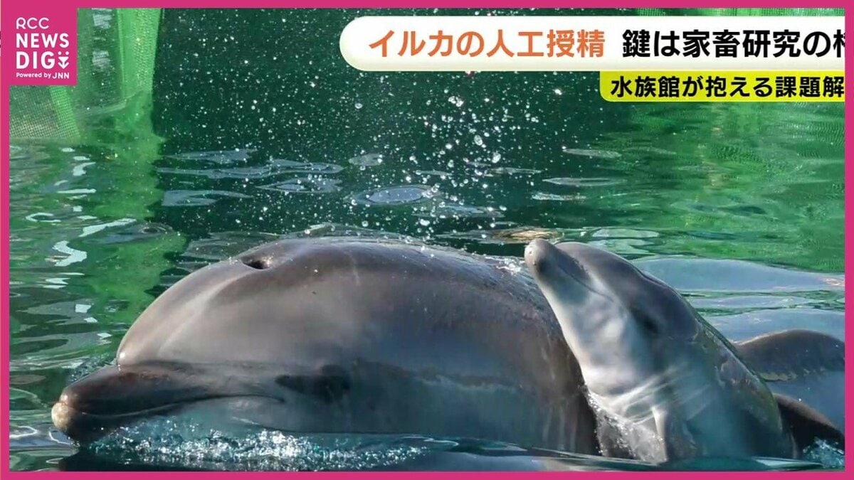 イルカにふれあえる機会が増えるかも」水族館と畜産分野が合体 イルカ