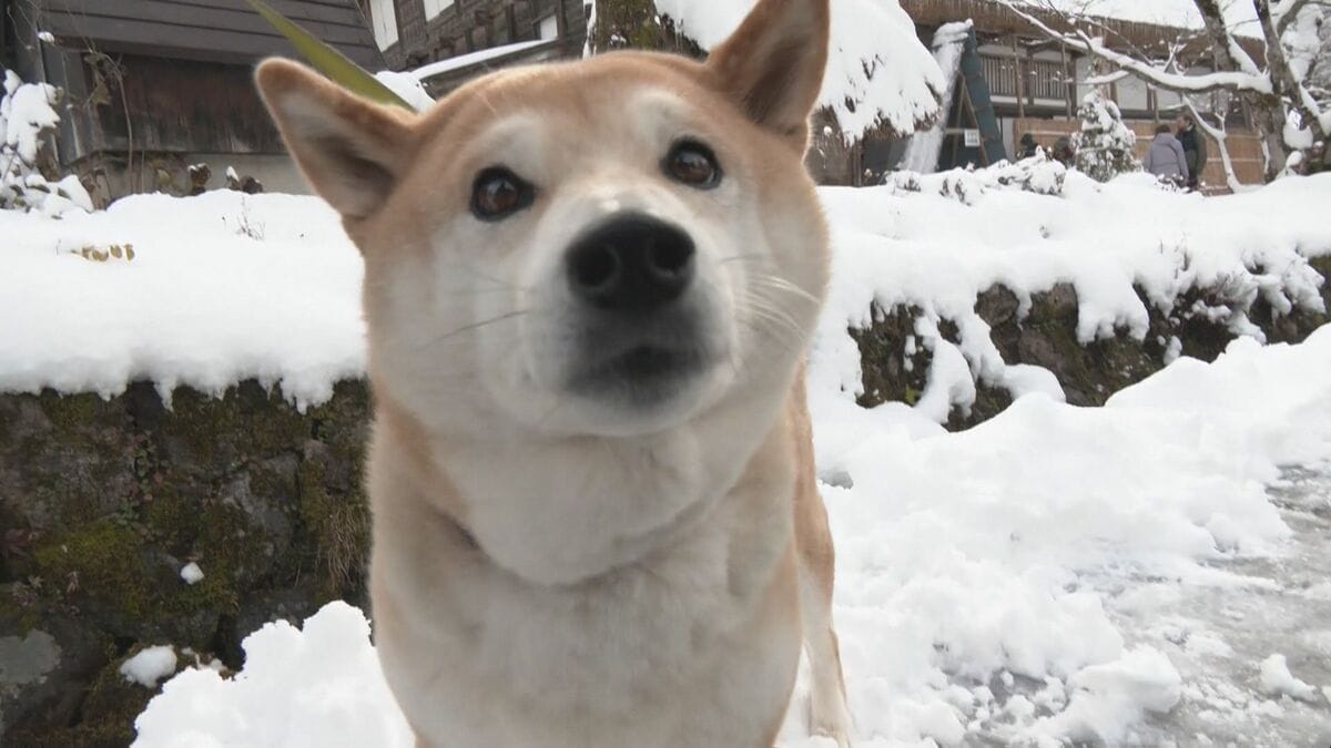 ツキノワグマと遭遇した女性語る「もうダメかなと思った」…その時“あきちゃん”が果敢に吠えた クマはこれで冬眠？