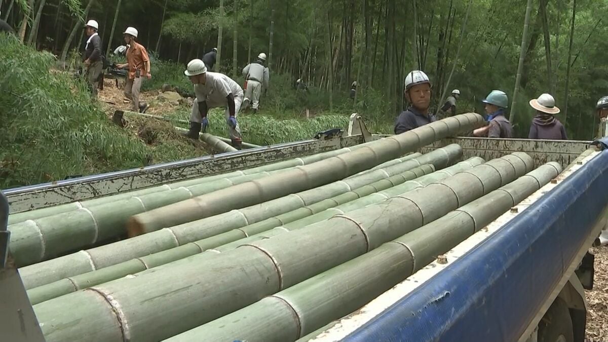 3万本の竹灯籠が秋の夜を照らす…「千年あかり」に向け600本の竹の切り出し作業