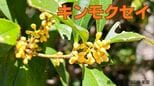 キンモクセイが「二度咲き」記録的な猛暑で季節を読み間違えた？「植物が気候変動というストレスにどう適応するか」|TBS NEWS DIG