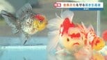 「時代が求める金魚を作る」老舗金魚店3代目の挑戦　江戸時代から続く金魚の街を守りたい　熊本・長洲町|TBS NEWS DIG