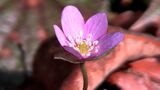 「少しでも心をなごませていただければいいな」雪割草の花が咲き始め 鍾乳洞満奇洞の入口で 2月見ごろ【岡山・新見市】|TBS NEWS DIG