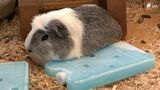 「いままでにない」人はぐったり モルモットは保冷剤で体冷やす 静岡県内7か所で35℃超えの“危険な暑さ” | 静岡のニュース | SBSNEWS | 静岡放送
