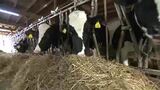 【SDGsプロジェクト「地球を笑顔にするWEEK」】飼料や資材の高騰が経営を圧迫 廃業や苦境が続く酪農家 求められる対策 (長野) | SBC NEWS | 長野のニュース | SBC信越放送