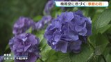 「わびさびの日本らしい風景」 ”梅雨の花” アジサイ色づく 見頃は6月中旬~7月上旬ごろ 「梅雨時期のきれいな花をゆっくり楽しんで」 広島 縮景園|TBS NEWS DIG