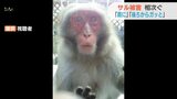「肩に乗ってきた」「油断していたら･･･」住民ほとんどが目撃 サル被害続く　凶暴化？に住民不安　|　山口のニュース・天気・防災｜tys NEWS｜ｔｙｓテレビ山口