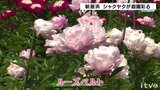 約40種3万本!色とりどりのシャクヤクが庭園彩る 愛媛・新居浜市 | 愛媛のニュース - Nスタえひめ|あいテレビは6チャンネル