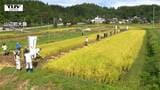 棚田の景観を次世代へ 山形交響楽団のメンバーが稲刈り|TBS NEWS DIG