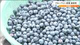 「好天で甘味が凝縮」ブルーベリーの収穫最盛期 宮城・大崎市|TBS NEWS DIG