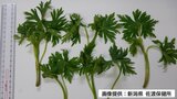 トリカブトを“おひたし”で…誤って食べた男性が吐き気やふらつき 今年初の“毒草”による食中毒 新潟県佐渡市 | 新潟のニュース・天気|BSN NEWS|BSN新潟放送