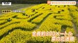 ゴールデンウィークお手軽スポット! 菜の花畑に迷路が完成!難易度は過去最高も園児たちは笑顔でどんどん進む!(山形・鶴岡市) | 山形のニュース│TUYテレビユー山形