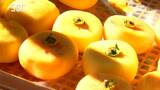 なめらかでとろりとした食感が特徴「他と比べられない独特の甘さ」あんぽ柿の加工始まる…11月上旬から全国に出荷へ|TBS NEWS DIG