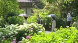 約7000株のあじさいが色鮮やかに咲き誇る 久留米の「あじさい寺」であじさい祭始まる | 福岡のニュース|RKB NEWS|RKB毎日放送