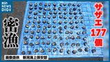『サザエ177個密漁』など83件を検挙 新潟海上保安部 夏の『密漁集中取締り』|TBS NEWS DIG