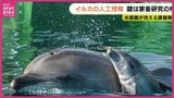 「イルカにふれあえる機会が増えるかも」水族館と畜産分野が合体　イルカの人工授精に関するシンポジウム　|　RCC NEWS | 広島ニュース | RCC中国放送
