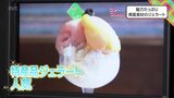 ひんやり濃厚!宮崎県産食材で作った注目の特選ジェラート | MRTニュース | MRT宮崎放送