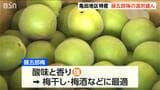 大粒で肉厚 梅干し・梅酒づくりに最適です! 『藤五郎梅』の選果スタート 新潟市江南区 | 新潟のニュース・天気|BSN NEWS|BSN新潟放送