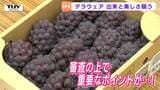 “白い粉”がついたブドウとついていないブドウ…評価が高いのはどっち?山形県が生産量日本一のデラウェア品評会 審査員も悩む秀作揃い!(山形・南陽市) | 山形のニュース│TUYテレビユー山形