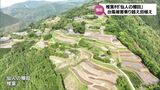 「米を植える事ができるから一番楽しみじゃわな」椎葉村「仙人の棚田」田植え始まる 台風被害乗り越えた住民の思い | MRTニュース | MRT宮崎放送
