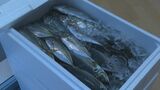 「旬のアジで元気に過ごして」老人福祉施設に“瀬つきあじ”プレゼント|TBS NEWS DIG