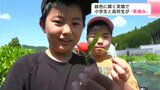 「ちぎったとき気持ちいい」 小学生と高校生が“茶摘み体験” | 高知のニュース・天気|KUTV NEWS | KUTVテレビ高知