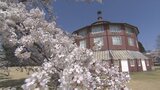 例年より2週間も早く 清春芸術村の桜が満開 山梨・北杜市 | 山梨のニュース | UTYテレビ山梨