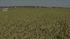 猛暑がコメの品質に影響　全国の“1等米”比率　この20年で過去最低　新潟県産前年比で60％以上低下| TBS CROSS DIG with Bloomberg