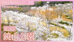 「鏡山公園」【JNN sakuraドローンDIG 2025】|TBS NEWS DIG