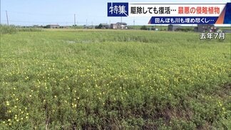 すぐに復活 駆除は極めて困難 “地球最悪”の侵略植物 田植えはしたけれど…｢黄色い花｣と｢白い花｣の群生に注意を！　|　名古屋・愛知・岐阜・三重のニュース【CBC news】 | CBC web