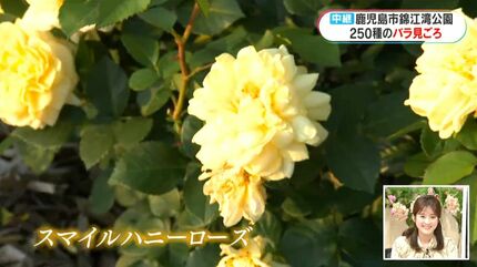 スマイルハニーローズ」の意外な別名は？錦江湾公園のバラ見頃 鹿児島