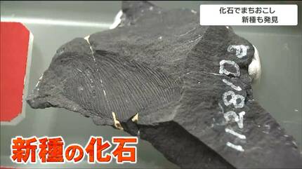 山　魚の化石三点 頭のてっぺんのあなで呼吸をしていた3億8000万年前の古代魚の化石を