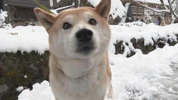 ツキノワグマと遭遇した女性語る「もうダメかなと思った」…その時“あきちゃん”が果敢に吠えた クマはこれで冬眠？　|　名古屋・愛知・岐阜・三重のニュース【CBC news】 | CBC web