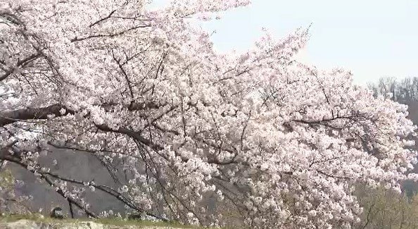 「すばらしい！ちょうどいい時に来たな…」信州・松代城跡の桜が満開に…約100本のソメイヨシノ…復元された門や石垣を彩る　|　SBC NEWS | 長野のニュース | SBC信越放送