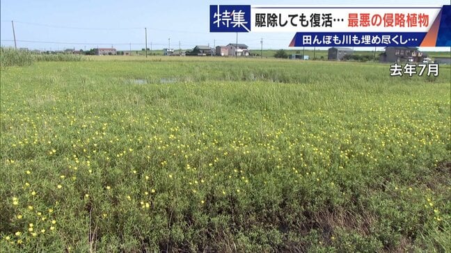 すぐに復活 駆除は極めて困難 “地球最悪”の侵略植物 田植えはしたけれど…「黄色い花」と「白い花」の群生に注意を! | 名古屋・愛知・岐阜・三重のニュース【CBC news】 | CBC web