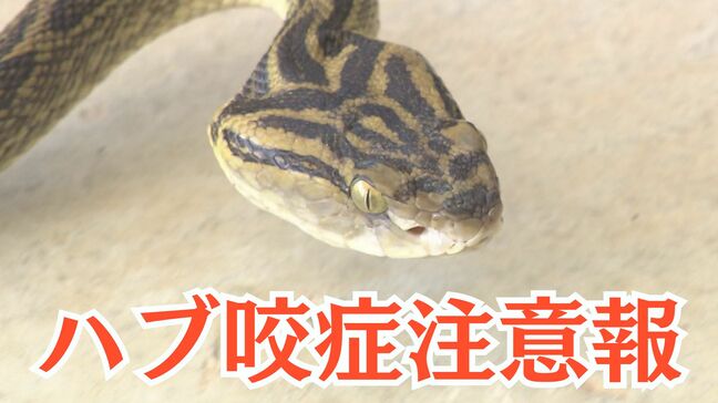 ハブにご用心 沖縄県が「ハブ咬症注意報」を発令 毎年40~60人が被害 後遺症が残るケースも|TBS NEWS DIG