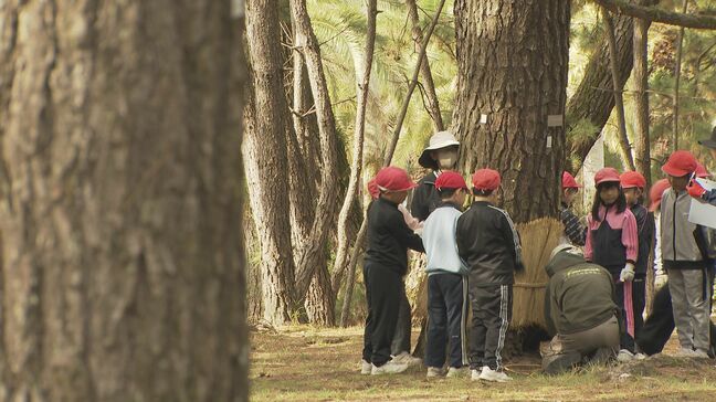 松林も冬支度 小学生が松のこも巻き体験 山口・光|TBS NEWS DIG