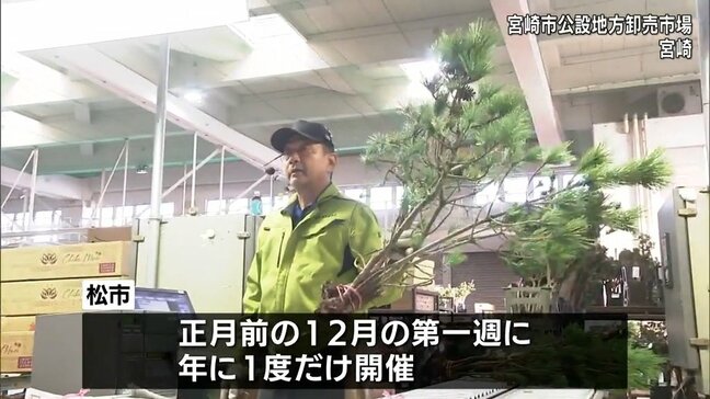 年に一度 正月飾り用の松を競りにかける「松市」 宮崎市公設地方卸売市場で開催|TBS NEWS DIG